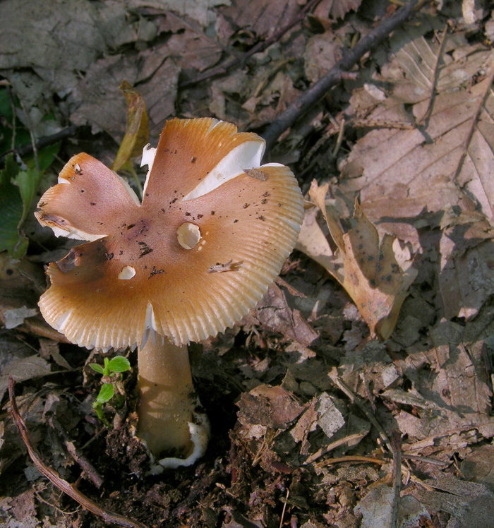 Qualche fungo...(seconda parte)